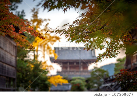 京都の秋、清凉寺の紅葉、境内と仁王門を背景に見る真っ赤な紅葉 107509677