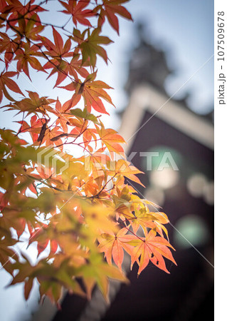 京都の秋、清凉寺の紅葉、本堂を背景に見る真っ赤な紅葉 107509678