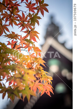 京都の秋、清凉寺の紅葉、本堂を背景に見る真っ赤な紅葉 京都の秋、清凉寺の紅葉、本堂を背景に見る真っ赤な紅葉 107509679