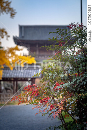 京都の秋、清凉寺の紅葉、境内と仁王門を背景に見る真っ赤な南天の実 京都の秋、清凉寺の紅葉、境内と仁王門を背景に見る真っ赤な南天の実 107509682