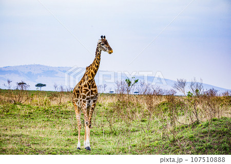 Wildlife Animals Landscape Savannah Grassland Wilderness Maasai Mara National Game Reserve National Park Great Rift Valley Narok County Kenya East Africa Wildlife Animals Landscape Savannah Grassland Wilderness Maasai Mara National Game Reserve National Park Great Rift Valley Narok County Kenya East Africa 107510888
