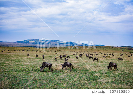 Wildlife Animals Landscape Savannah Grassland Wilderness Maasai Mara National Game Reserve National Park Great Rift Valley Narok County Kenya East Africa 107510890