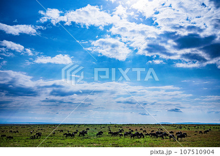 Wildlife Animals Landscape Savannah Grassland Wilderness Maasai Mara National Game Reserve National Park Great Rift Valley Narok County Kenya East Africa 107510904
