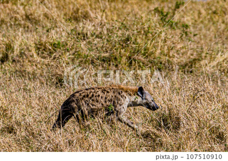 Wildlife Animals Landscape Savannah Grassland Wilderness Maasai Mara National Game Reserve National Park Great Rift Valley Narok County Kenya East Africa Wildlife Animals Landscape Savannah Grassland Wilderness Maasai Mara National Game Reserve National Park Great Rift Valley Narok County Kenya East Africa 107510910
