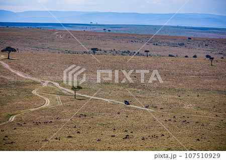 Wildlife Animals Landscape Savannah Grassland Wilderness Maasai Mara National Game Reserve National Park Great Rift Valley Narok County Kenya East Africa 107510929