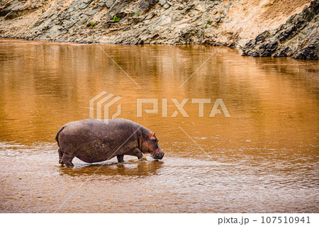 Wildlife Animals Landscape Savannah Grassland Wilderness Maasai Mara National Game Reserve National Park Great Rift Valley Narok County Kenya East Africa 107510941