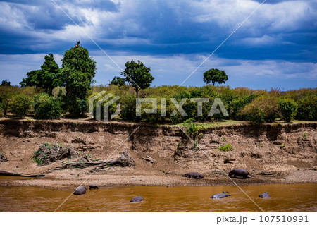 Wildlife Animals Landscape Savannah Grassland Wilderness Maasai Mara National Game Reserve National Park Great Rift Valley Narok County Kenya East Africa 107510991