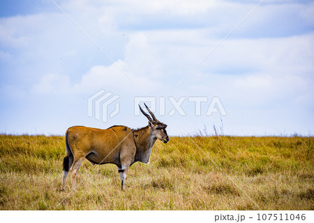 Wildlife Animals Landscape Savannah Grassland Wilderness Maasai Mara National Game Reserve National Park Great Rift Valley Narok County Kenya East Africa 107511046