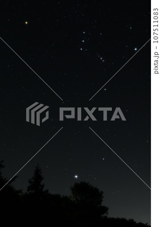 北杜市長坂町、南東の空に輝く樹上の星々。シリウスとオリオン座 107511083