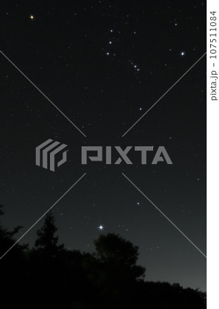 北杜市長坂町、南東の空に輝く樹上の星々。シリウスとオリオン座 北杜市長坂町、南東の空に輝く樹上の星々。シリウスとオリオン座 107511084