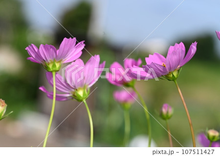 家の庭に咲いたコスモスの花 107511427