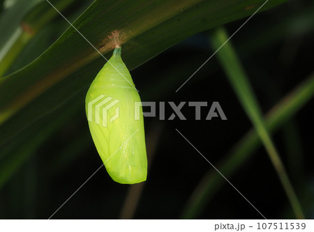 クロコノマチョウの蛹 107511539