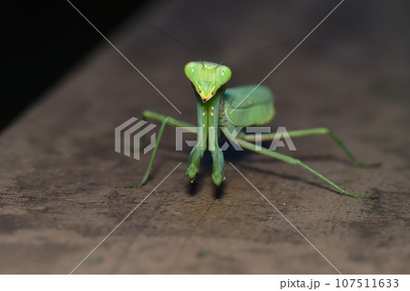 ハラビロカマキリ ハラビロカマキリ 107511633