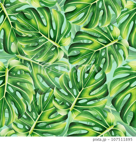 Watercolor seamless pattern with realistic tropical illustration of monstera isolated on white background. Beautiful botanical hand painted logo with floral elements. For designers, spa decoration, Watercolor seamless pattern with realistic tropical illustration of monstera isolated on white background. Beautiful botanical hand painted logo with floral elements. For designers, spa decoration, 107511895