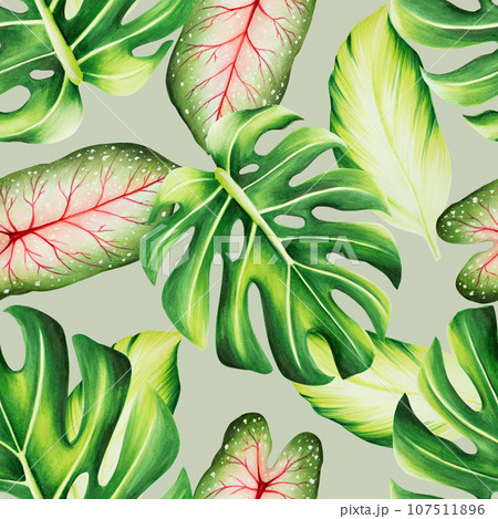 Watercolor seamless pattern with realistic tropical leafs. Illustration of monstera, caladium , ficus leafs isolated on white background. Beautiful botanical hand painted floral elements. For Watercolor seamless pattern with realistic tropical leafs. Illustration of monstera, caladium , ficus leafs isolated on white background. Beautiful botanical hand painted floral elements. For 107511896