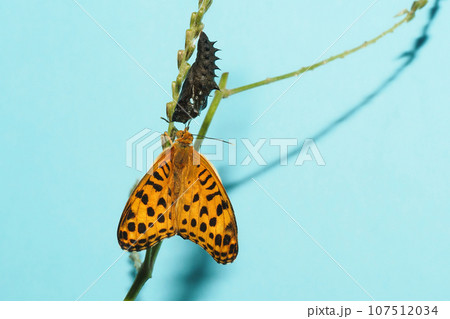 ツマグロヒョウモン（オス）羽化後・飼育 107512034