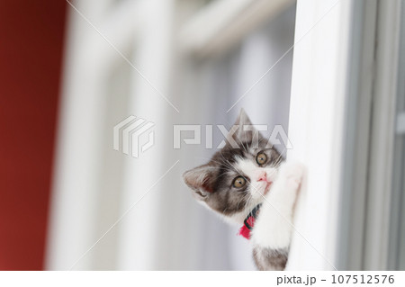 窓から顔を出す子猫 107512576