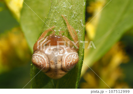 オオトリノフンダマシ(メス) オオトリノフンダマシ(メス) 107512999