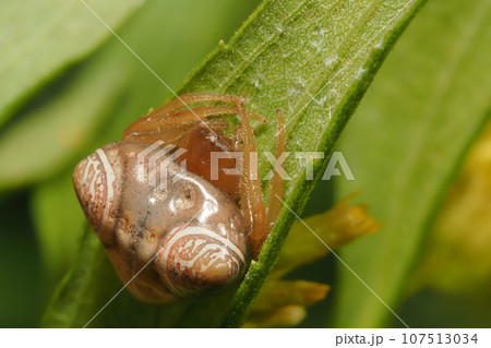 オオトリノフンダマシ（メス） 107513034