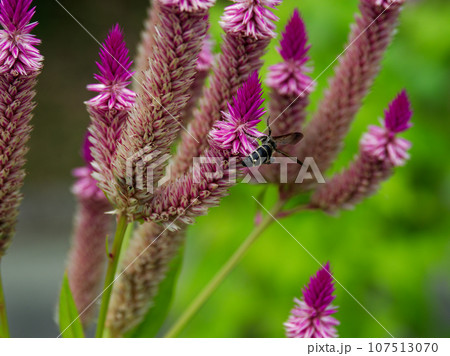 ノゲイトウ訪花昆虫　スズメバチ科スズバチ 107513070