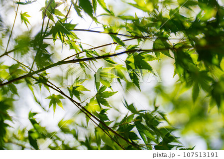 【植物素材】青もみじと玉ボケ【長野県】 107513191