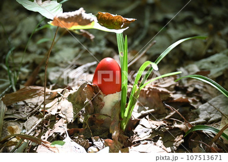 タマゴタケ 107513671