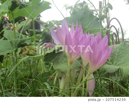 綺麗な紫色の花を咲かせた庭に育つサフラン 107514230