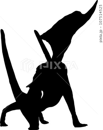 Dsungaripterus  black silhouette isolated background 107514525