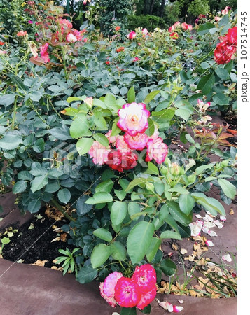 公園に咲く薔薇 107514745