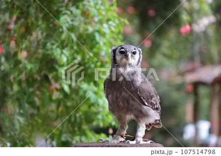 クロワシミミズク 107514798