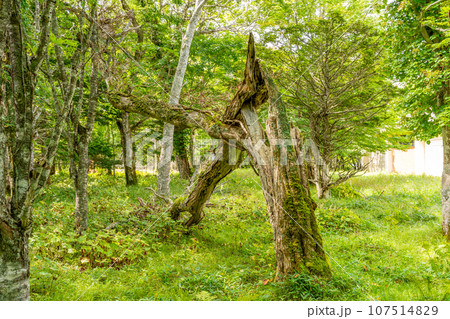 愛とロマンの愛冠岬 高山植物の樹林が自生し森林浴に最適 愛とロマンの愛冠岬 高山植物の樹林が自生し森林浴に最適 107514829