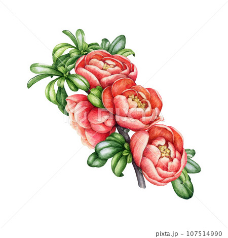 Blooming quince branch with flowers and leaves. Watercolor illustration. Hand painted quince twig vintage style decorative element. Springtime garden tree branch with flowers on white background 107514990