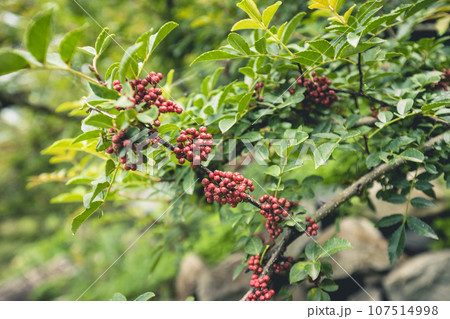 Sichuan Peppercorn grow on tree Sichuan Peppercorn grow on tree 107514998