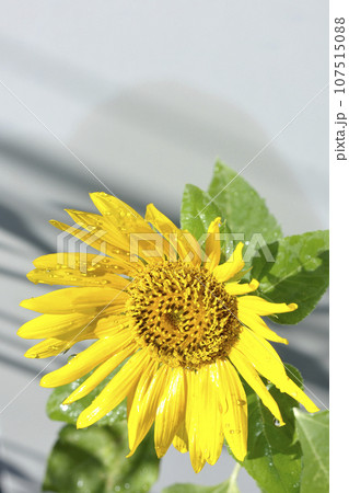 花に水滴がつく向日葵 107515088