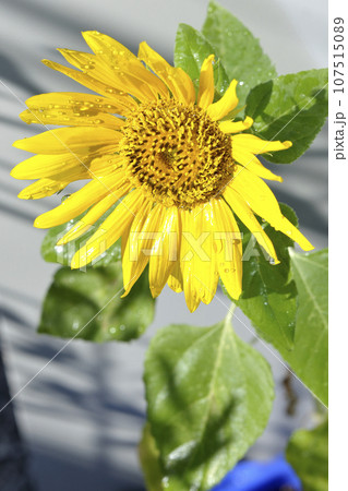 花に水滴がつく向日葵 花に水滴がつく向日葵 107515089