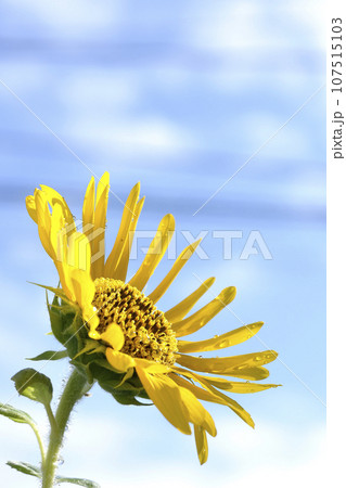 花に水滴がつく向日葵 107515103