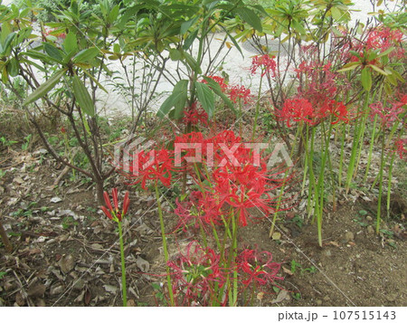 秋の定番ヒガンバナの赤い花 107515143