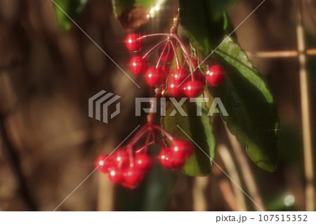 早春の森 雨上がりのマンリョウノ赤い実 早春の森 雨上がりのマンリョウノ赤い実 107515352