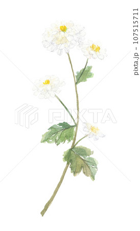 不知火菊 シラヌイギク 不知火菊 シラヌイギク 107515711