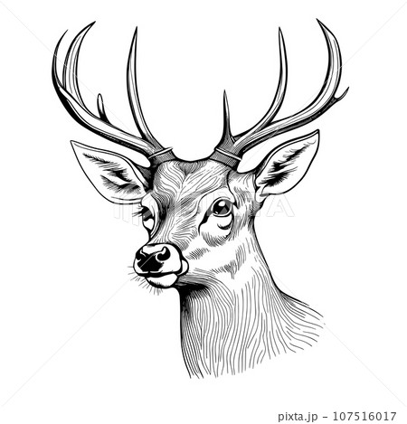 Deer engraving style, vector illustration, hand drawn, sketch 107516017