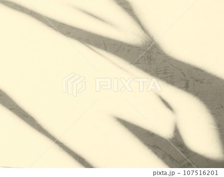 Beige Background Shadow Plant Leaf Texture Autumn Nature Wall Light Tree Material Abstract Leaves Pastel Floor Cream Color Paint Canvas Retro Mockup Product Gradient Sun from Window Pattern Two Tone. Beige Background Shadow Plant Leaf Texture Autumn Nature Wall Light Tree Material Abstract Leaves Pastel Floor Cream Color Paint Canvas Retro Mockup Product Gradient Sun from Window Pattern Two Tone. 107516201