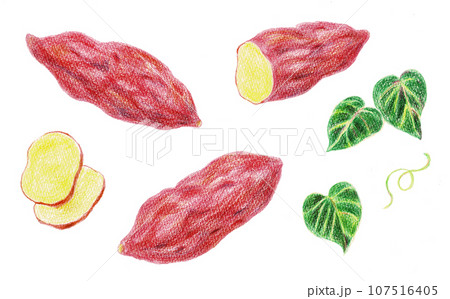 色鉛筆で描いたさつまいもの手書きイラスト 107516405