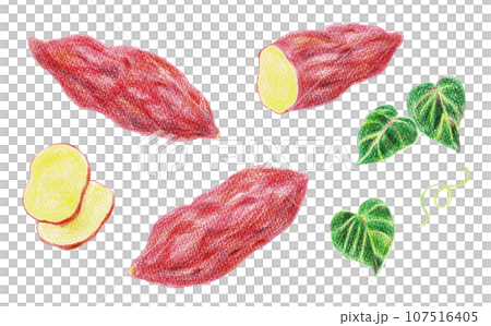 色鉛筆で描いたさつまいもの手書きイラスト 107516405