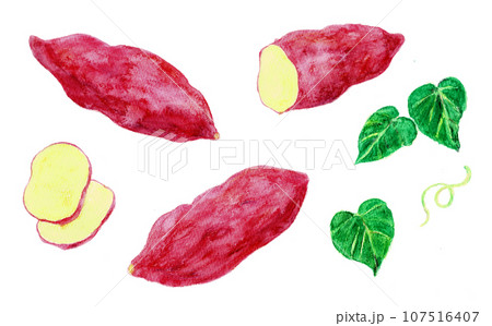 水彩絵の具で描いたさつまいもの手書きイラスト 水彩絵の具で描いたさつまいもの手書きイラスト 107516407