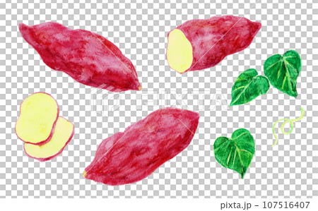 水彩絵の具で描いたさつまいもの手書きイラスト 水彩絵の具で描いたさつまいもの手書きイラスト 107516407