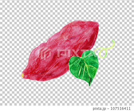 水彩絵の具で描いたさつまいもの手書きイラスト 水彩絵の具で描いたさつまいもの手書きイラスト 107516411