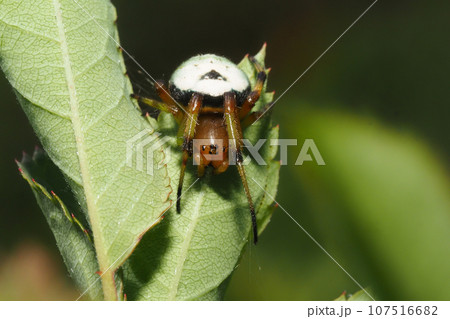 ビジョオニグモ 107516682