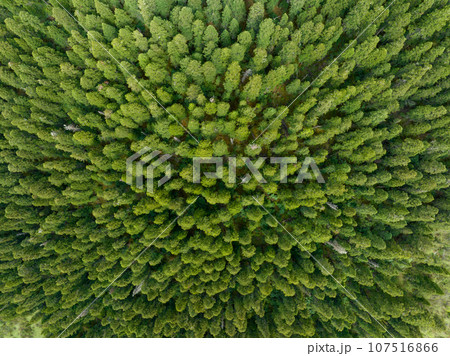 Aerial view of pine trees in beautiful forest landscape 107516866