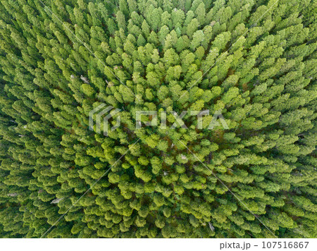 Aerial view of pine trees in beautiful forest landscape Aerial view of pine trees in beautiful forest landscape 107516867
