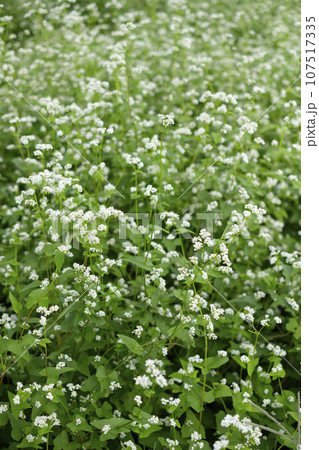 茨城県北常陸太田市の常陸秋そばの花畑 107517335